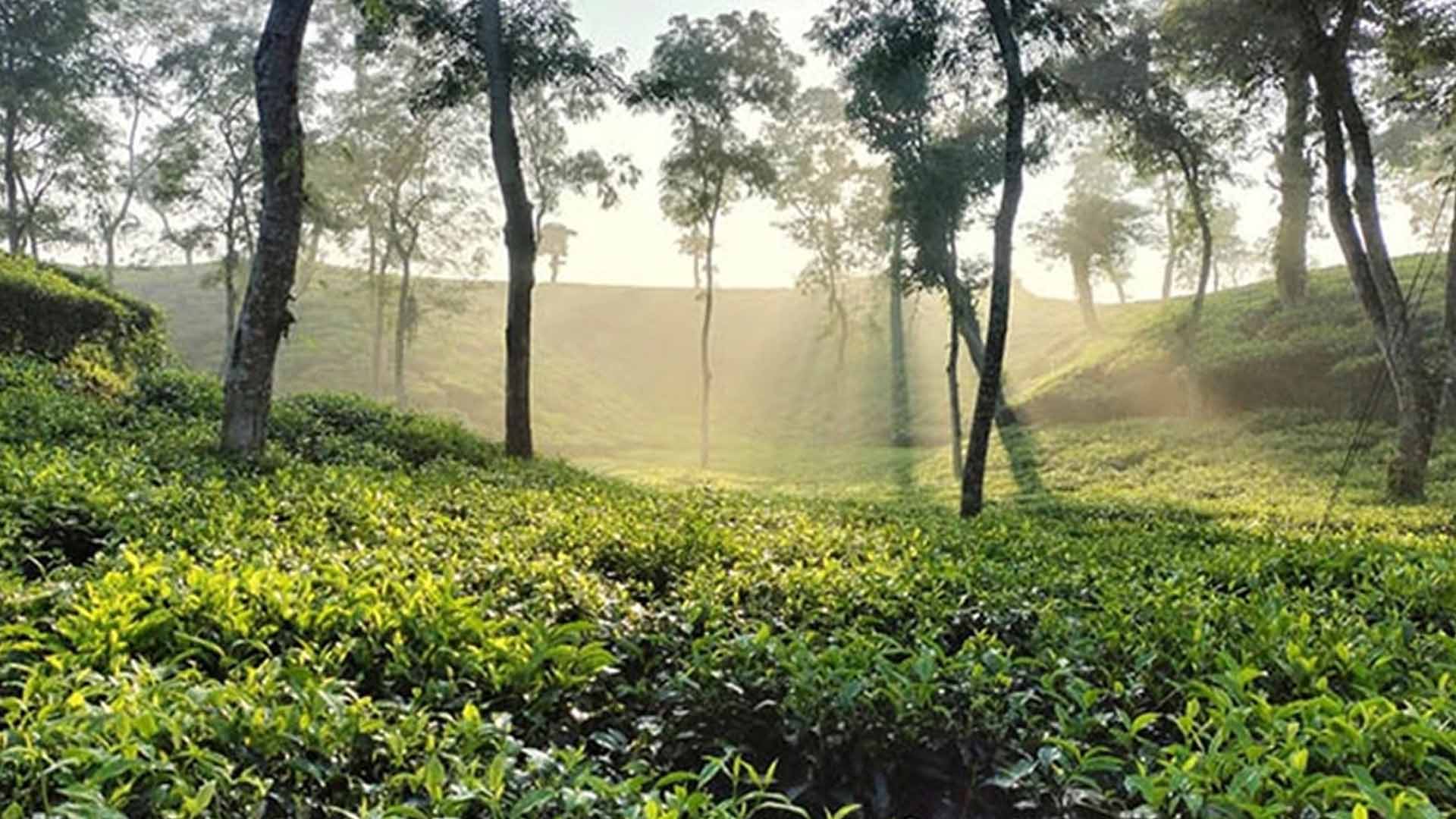 Srimangal Tea Gardens